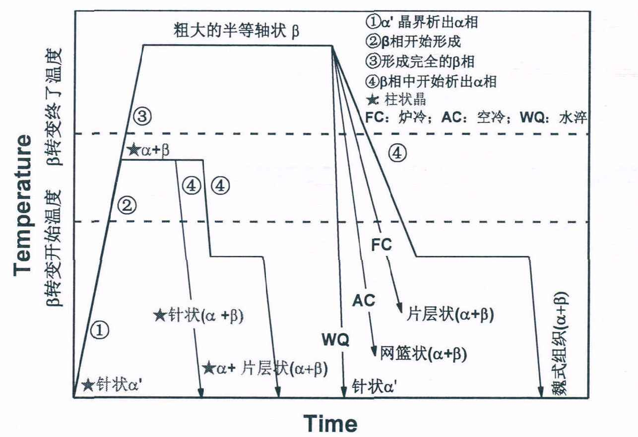 热处理工艺对ＳＬＭ成形的  Ｔｉ－６Ａ１－４Ｖ合金的显微组织的影响，(这家伙写了一百七十多页，都比上一本书了！)